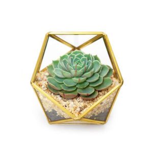 Mini Terrarium Teardrop gold