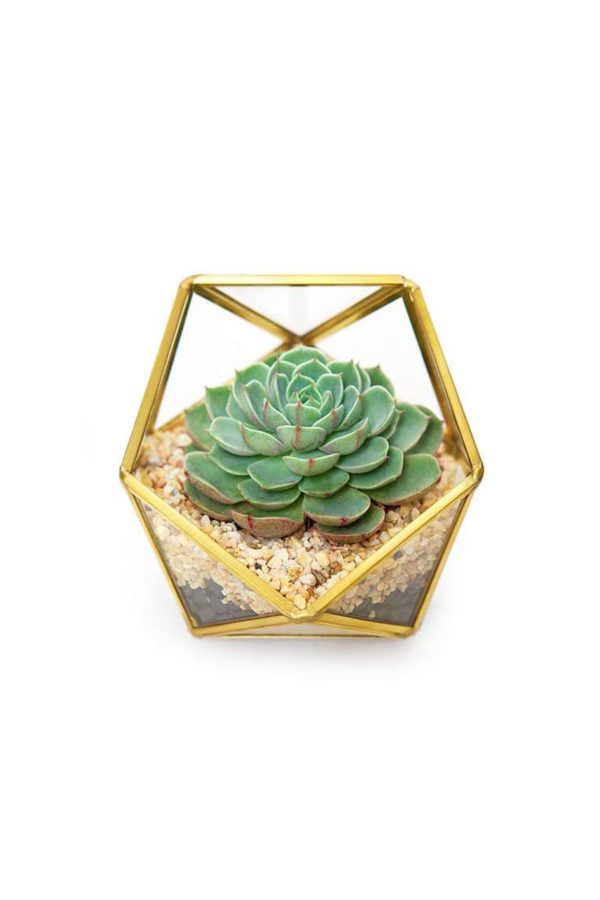 Mini Terrarium Teardrop gold